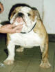 JCh. Ch. Alaunt Tigger Bulldog Mi-Ol-Win 