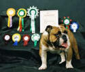 JCh. Ch. Camilo Cedar Bulldog Mi-Ol-Win