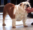 Ch. Unna Unique Bulldog Mi-Ol-Win