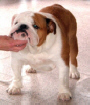 Ch. Abigail Annie Bulldog Mi-Ol-Win