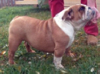 Ch. Calista Bulldog Mi-Ol-Win