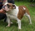 JCh. Largo My Boy Bulldog Mi-Ol-Win