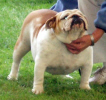 JCh. Precious Passion Bulldog Mi-Ol-Win