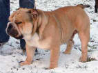 JCh. Ch. Charles Chunky Bulldog Mi-Ol-Win