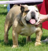 JCh. Charlie Chalk Bulldog Mi-Ol-Win