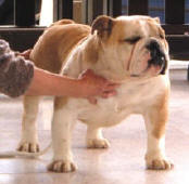 FREDIE FLAGSHIP BULLDOG MI-OL-WIN