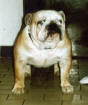 Ch.Yosas Lad Bulldog Mi-Ol-Win