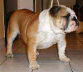 Ch.Hanky Panky Bulldog Mi-Ol-Win