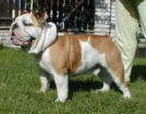 JCh. Ch. Welsh Walker Bulldog Mi-Ol-Win