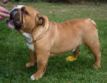 Ch. Mystyle Monsoon Ocobo