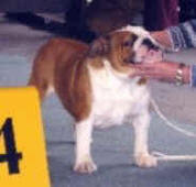 Rock"N"Roll Bulldog Mi-Ol-Win