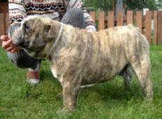 VICTOR VICTORY BULLDOG MI-OL-WIN
