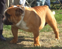 XENO SIMPLY THE BEST