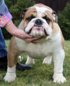 JABBERWOCKY`S "Beesknees"