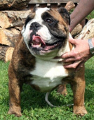 LYERLY`S DARK DANGER