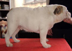 SPARKLING IDYLLIC ICE BEAR