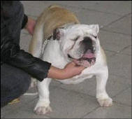 JCH. ANGEL STAIR V.I.P. DOG