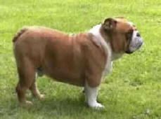 Kancho Kogan Action Alet