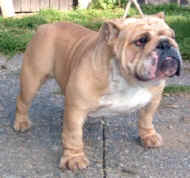 Kerrie My Girl Bulldog Mi-Ol-Win