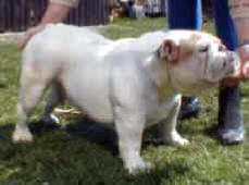 OGGI OCEAN FOAM BULLDOG MI-OL-WIN