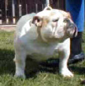 OGGI OCEAN FOAM BULLDOG MI-OL-WIN