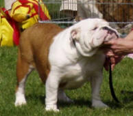 ABIGAIL ANNIE BULLDOG MI-OL-WIN