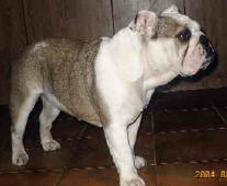 Carrol Bulldog Arcita