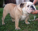 JCh. Cheeky Charles Bulldog Mi-Ol-Win