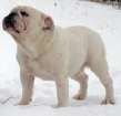 JCh. Karlos Kidder Bulldog Mi-Ol-Win