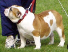 debbie my dream bulldog mi-ol-win