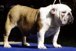 Walmiss Wendy Bulldog Mi-Ol-Win