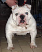 VANESSA MAE BULLDOG MI-OL-WIN