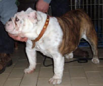 VANESSA MAE BULLDOG MI-OL-WIN